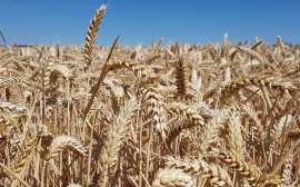 В Оренбуржье аграриям поможет «Объединенная зерновая компания»