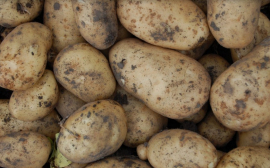 В Оренбуржье уничтожили 60 тонн санкционного немецкого картофеля