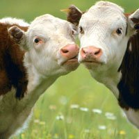 Оренбургскому фермеру предстоит выплатить долг в 16 млн коровами