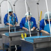Оренбургское рыбное предприятие выходит на европейский рынок