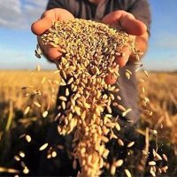 Министерство сельского хозяйства Оренбургской области отметило вклад Россельхозбанка в поддержку аграриев региона