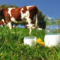 В Оренбуржье отмечен рост продуктивности молочных коров&#8205;