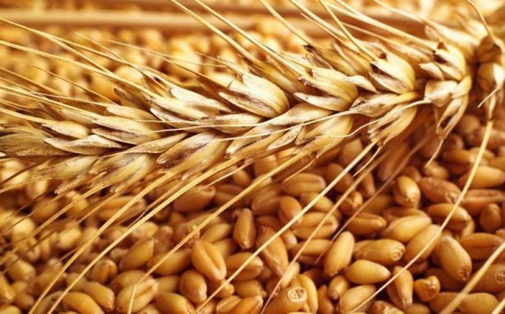 В Оренбуржье пшеница 1-го класса составляет 2,8% от всего урожая 
