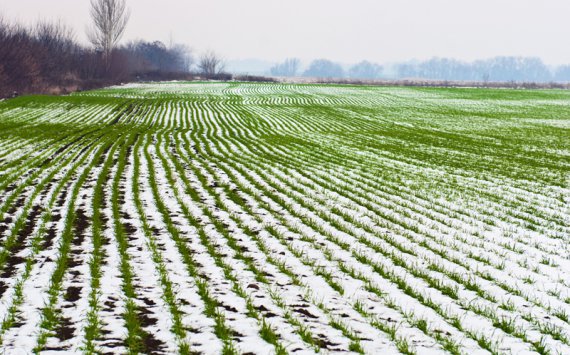 Минсельхоз Оренбургской области прогнозирует гибель озимой пшеницы из-за малоснежья