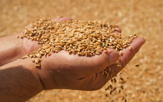 В Оренбуржье аграриев лишат субсидий из-за плохого качества зерна