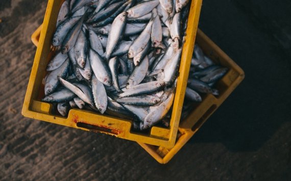 Россельхозбанк оказал поддержку II Международному рыбопромышленному форуму