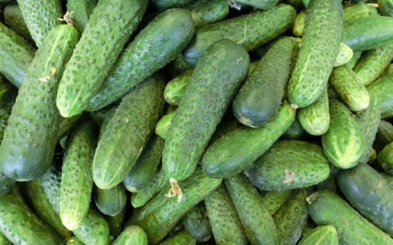 В Оренбуржье подорожали огурцы и курица