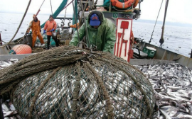 Дальневосточные рыбаки наращивают промысел тихоокеанских лососей: добыто почти 66 тыс. тонн