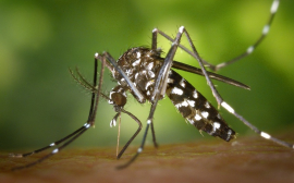 В Оренбурге на борьбу с комарами направят 100 тысяч рублей