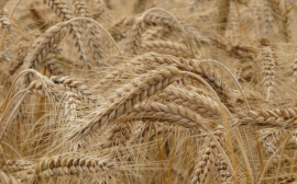 В Оренбуржье запустят предприятие по переработке пшеницы