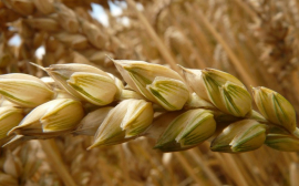В Оренбуржье собрали более 2,5 млн тонн зерна