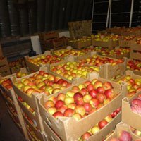 Яблоки из Польши были выявлены в Оренбурге 