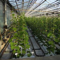 В Оренбуржье овощи, выращенные под сельскохозяйственной пленкой, вытеснят импортные 