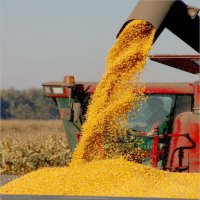 В Оренбургской области собран первый миллион тонн зерна