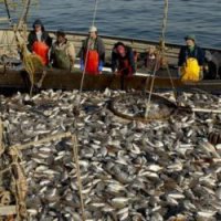 УФАС аннулировал результаты конкурса Минлесхоза среди рыболовов