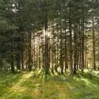 В Оренбурге администрация города незаконно продала лес дачникам