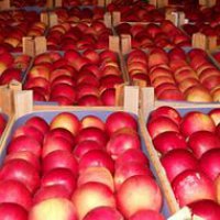 В Оренбуржье задержали и уничтожили 3 тонны яблок из Польши