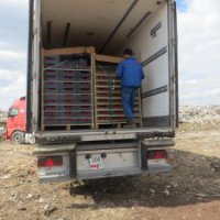 В Оренбуржье уничтожили 40 тонн турецких помидоров