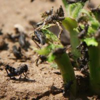 Оренбуржье выделит 25 млн рублей на защиту растений от саранчи