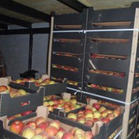 В Оренбурге уничтожена одна тонна яблочной продукции из Польши
