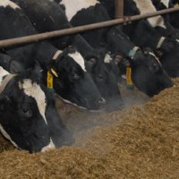В сельхозпредприятиях Оренбуржья началась зимовка скота