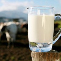 С начала 2016 года закупочная цена на сырое молоко в Оренбуржье выросла на 18,4%