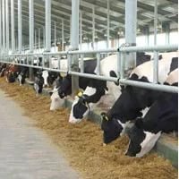 В Оренбургской области сегодня откроется молочная ферма