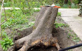На корчевку деревьев в парке Новотроицка выделят несколько миллионов рублей‍