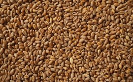 Оренбуржье заняло 12 место по экспорту зерна в России