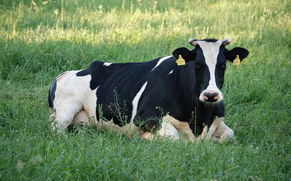 Паслер призвал молокозаводы вовремя рассчитываться с фермерами Оренбуржья
