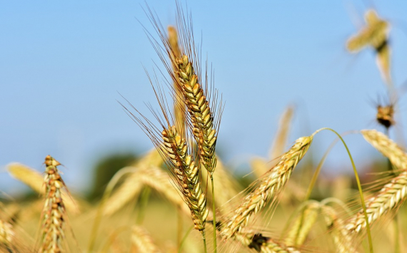 Итальянская Barilla увеличила площади пшеницы в Оренбуржье в 5,5 раз