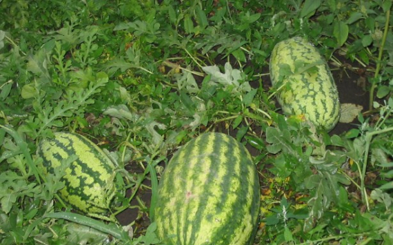 В Соль-Илецке прогнозируют большой урожай бахчевых культур