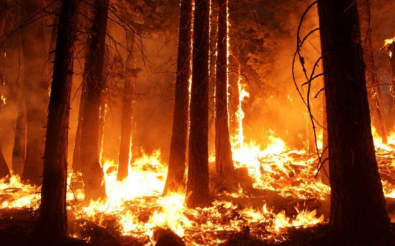 Оренбуржье получило еще 29,3 млн рублей на технику для тушения лесных пожаров