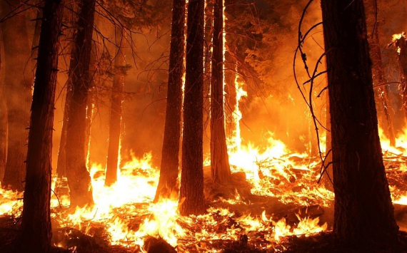 Оренбуржье получит дополнительные деньги на технику для тушения лесных пожаров