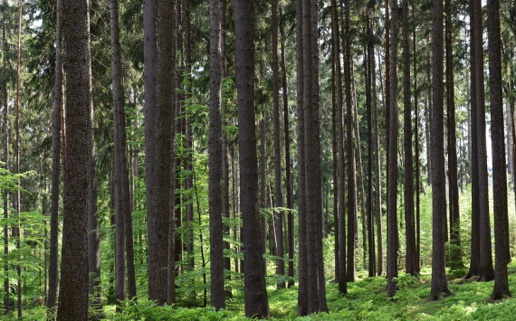 Оренбуржье получит на сохранение лесов 327 млн рублей