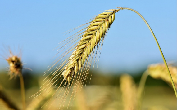 Оренбургская твердая пшеница стала одной из лучших в мире