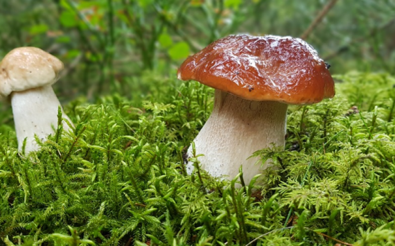 В Оренбуржье краснокнижные грибы защитят штрафами