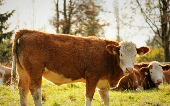 Крупный агрохолдинг инвестирует в молочное скотоводство Оренбуржья