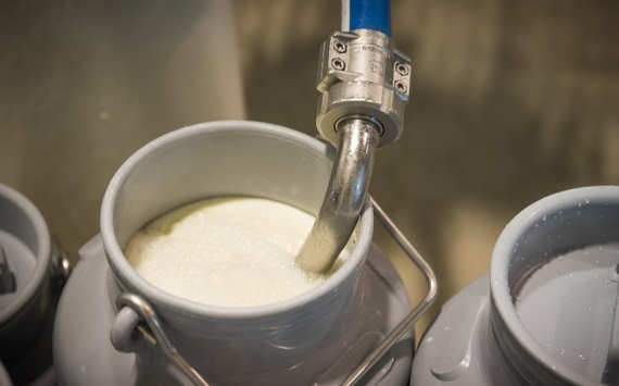 В Оренбуржье может появиться новое молочное производство