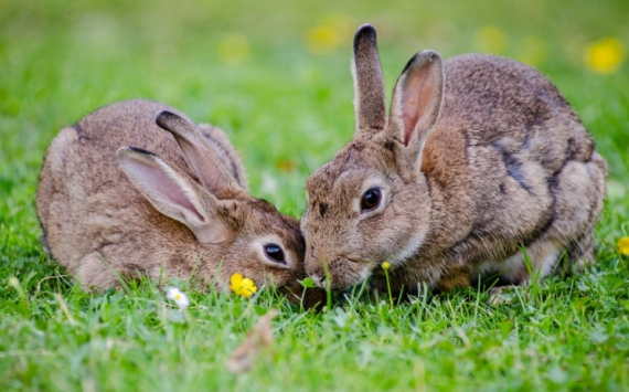 Оренбуржье собирается экспортировать кролиководческую продукцию в Южную Корею