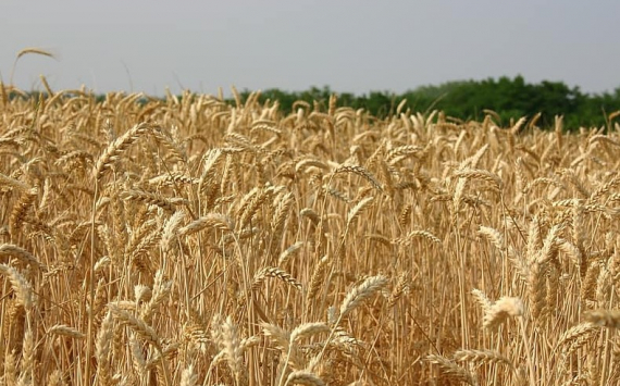 В Оренбуржье намолотили более 2,5 млн тонн зерна