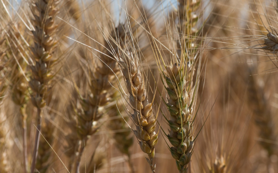 Аграрии Оренбургской области заложили под весенний сев 280 тысяч тонн семян