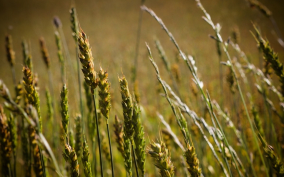 В Оренбургской области хотят увеличить производство твёрдой пшеницы