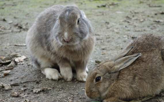 В Оренбургской области запустили кролиководческое предприятие