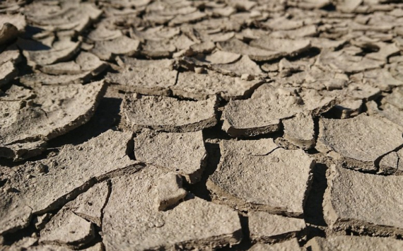 В Оренбуржье пострадавшим от засухи аграриям выделят 123 млн рублей