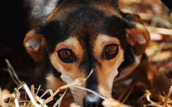 Мэрия Оренбурга ведёт переговоры с инвесторами по строительству приюта для бездомных собак