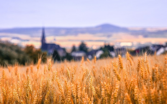 Оренбургская область практически полностью обеспечена семенами зерновых