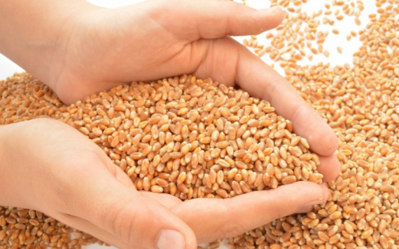 Оренбуржье получило 528 млн рублей на субсидирование производства зерна