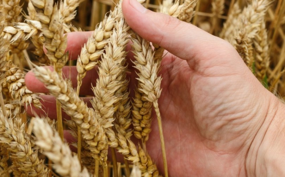 Оренбуржье вышло в лидеры по росту урожая пшеницы