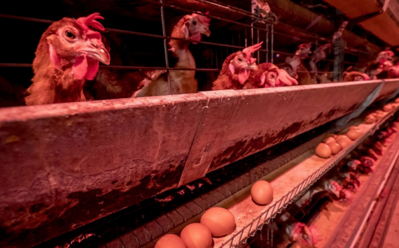 В Оренбуржье могут запустить птицеводческое хозяйство для производства мясокостной муки